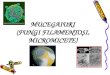 Microbiologie - Mucegaiuri
