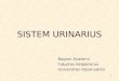 anatomi urinarius 3