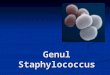 1. Genul Staphylococcus