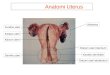 Anatomi Uterus