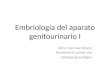 Embriología del aparato genitourinario I