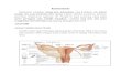 endometritis fix.doc