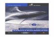 Ballenas y Delfines - Ficha Didactica de Probides