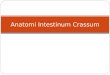 Anatomi Dan Histologi Intestinium Crassum