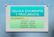 Celula Eucarilota y Procariota