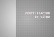 Fertilizacion in vitro