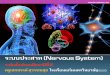 ระบบประสาท (Nervous System)