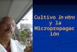Cultivo in vitro y micropropagación