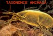 Arthropodes Pt Taxonomie Curs