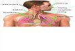 anatomi sistem pernafasan