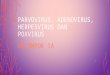 Parvovirus, Adenovirus, Herpesvirus dan Poxvirus 02-10-2015.pptx