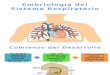Embriología del Aparato Respiratorio.pptx