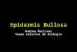 Epidermólosis bullosa