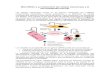MicroRNAs y Su Interacción Las Células Cancerosas y El Microambiente Tumoral