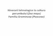 Porumbul Itinerarii tehnologice la cultura porumbului (Zea mays) Familia Gramineae (Poaceae)