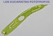 1405 - Eucariotas fototrofos