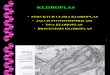 Biosel Kloroplas Edit