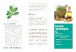 plantas medicinales - kyara