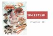 Chapter 18. Univalves Single shell – Marine snails Abalone: harvested in California (cannot can or ship out of state.) Frozen from Mexico or Canned from