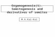 Organogenesis(1). Somitogenesis and derivatives of somites M.A.Kai-Kai