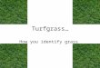 Turfgrass How you identify grass. Identifying North Carolina lawn grass varieties. There are three regions or zones based on climate –Temperature –Available