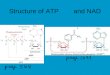 Structure of ATP and NAD. Purposes/Roles/Functions of Glycolysis 1. Produce ATP 2. Feed ATP production via PDH, TCA, ET, OP 3. Feed production of TCA