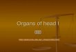 Organs of head I 陳建榮 chenjr/index.htm