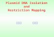 Plasmid DNA Isolation and Restriction Mapping 生化科 林光輝