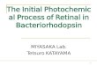 1 The Initial Photochemical Process of Retinal in Bacteriorhodopsin MIYASAKA Lab. Tetsuro KATAYAMA
