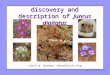 Discovery and description of Juncus digitatus  Carol W. Witham, VernalPools.Org