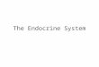 The Endocrine System. Nervous System vs. Endocrine System Nervous System Endocrine System Speed of Action? How Long do the Effects Last? What is Used