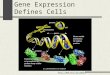 Http:// Gene Expression Defines Cells
