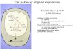 The pathway of gene expression תהליך עיבוד ה -RNA