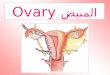 المبيض Ovary. الموقع يوجد كل مبيض على جانبي الرحم متداخلين على الجدار الجانبي لتجويف الحوض المبايض ترتبط