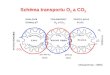 Schéma transportu O 2 a CO 2 O2O2 CO 2 (Wasserman, 1999)