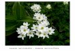 Sasanka narcisokvětá – Anemone narcissiflora. koniklec alpinský bílý – Pulsatilla alpina subsp. austriaca