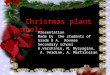 Christmas plant symbols Presentation Made by the students of Grade 8 A, Rovnoe Secondary school A.Vershinin, M. Mysyagina, A. Verdian, A. Martirosian