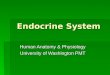 Endocrine System Human Anatomy & Physiology University of Washington PMT