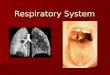 Respiratory System. Which lung is bigger? Why is it bigger? Which lung is bigger? Why is it bigger? Why does breathing in cold air hurt? Why does breathing