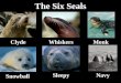 The Six Seals ClydeWhiskersMonk Snowball SleepyNavy