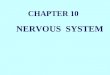 CHAPTER 10 NERVOUS SYSTEM central nervous system (CNS) peripheral nervous system (PNS) The composition of nervous system: (include the brain and the