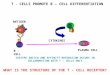 PLASMA CELL ANTIGEN CYTOKINES B -CELL T – CELLS PROMOTE B – CELL DIFFERENTIATION ISOTYPE SWITCH AND AFFINITY MATURATION OCCURS IN COLLABORATION WITH T