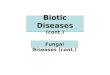 Biotic Diseases (cont.) Fungal Diseases (cont.). ErgotismSmutsRusts