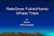 RainGrow Fulvic/Humic Wheat Trials atMoree NSW Australia