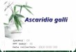 Ascaridia galli Ascaridia galli speaker ：董楠 PPT maker ：尤佳 Data collectors ：程朝冰、祁丽晶、罗翠兰