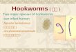 Hookworms ( 钩虫 ) Two major species of hookworms can infect human Necator americanus ( 美洲板口线虫 ) Ancylostoma duodenale ( 十二指肠钩口线虫 )