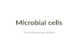 Microbial cells Dr Muhammad Imran. Who was 1 st, 2 nd and 3 rd …. Why Archaea Eubacteria Eukaryotes