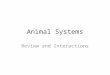 Animal Systems Review and Interactions. Overview of Organ Systems Integumentary (Skin) System Nervous System Skeletal System Circulatory/ Cardiovascular