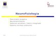 2009Loreto Pomodoro Cirano, Matrona Docente Neurofisiología  Transmisión sináptica  Neurotransmisores  Sistemas sensitivos, motor e integrador  Sistema