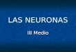 LAS NEURONAS III Medio. Sistema Endocrino Diversos tipos de células neurogliales
